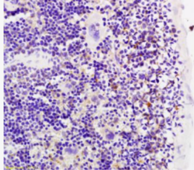 Anti-MMP-20 antibody-基质金属蛋白酶20抗体