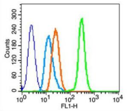 Anti-heavy chain cardiac Myosin antibody-心肌肌球蛋白重链抗体