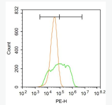 Anti-SLC1A5 antibody-溶质携带物家族-1抗体