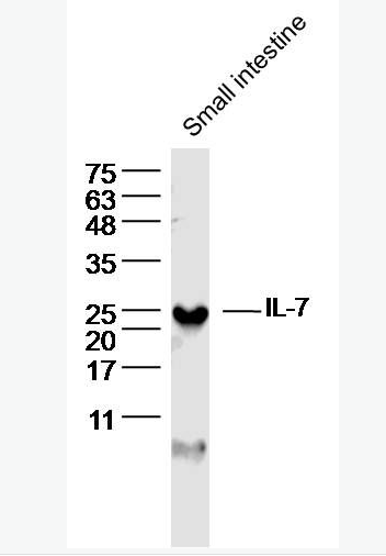 Anti-IL-7 antibody-白介素7抗体