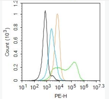 Anti-CYP2E1 antibody-细胞色素P450ⅡE1抗体.