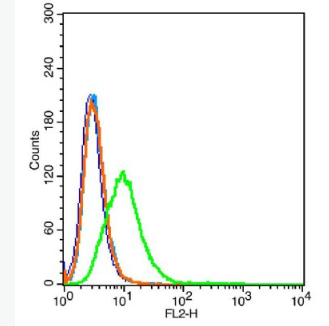 Anti-CD59 antibody-CD59抗体