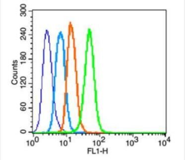 Anti-CLDN1 antibody-紧密连接蛋白1抗体(C端)