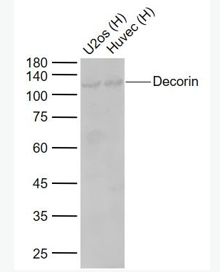 Anti-Decorin antibody-核心蛋白聚糖抗体