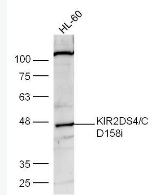 Anti-KIR2DS4/CD158i antibody-NK细胞抑制性受体2DS4抗体