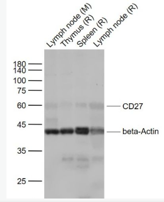 Anti-CD27 antibody-CD27抗体