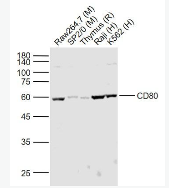 Anti-CD80 antibody-刺激分子B7-1蛋白抗体