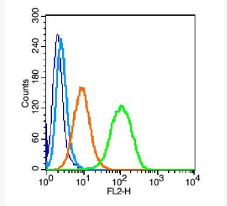 Anti-CD112 antibody-细胞粘附分子CD112抗体