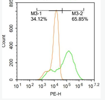 Anti-Cardiac Troponin T antibody-心肌特异性肌钙蛋白T抗体