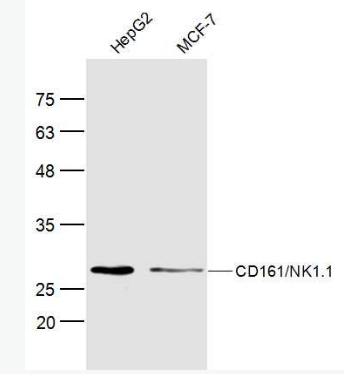 Anti-KLRB1 antibody-CD161抗体