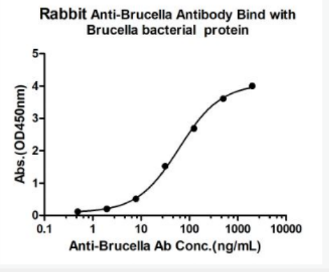 Anti-Brucella antibody-布氏杆菌抗体
