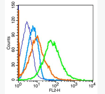 Anti-BLNK antibody-B淋巴细胞连接蛋白抗体