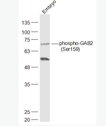 Anti-phospho-GAB2 (Ser159) antibody-磷酸化接头蛋白Gab2抗体