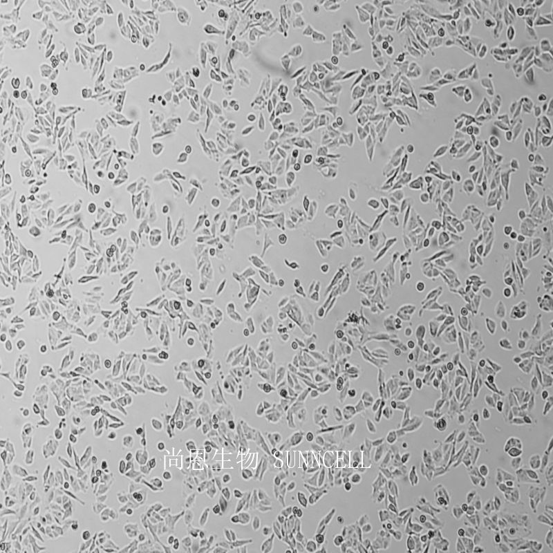人高转移肝癌细胞