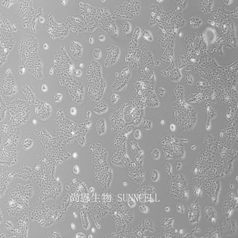 人永生化角质形成细胞