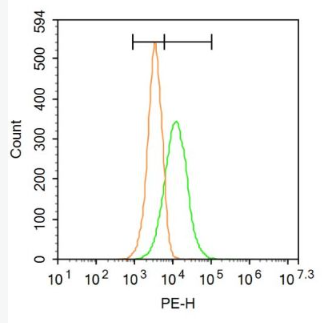 Anti-HSPG2/Heparan Sulfate Proteoglycan 2 antibody-硫酸乙酰肝素蛋白多糖2抗体