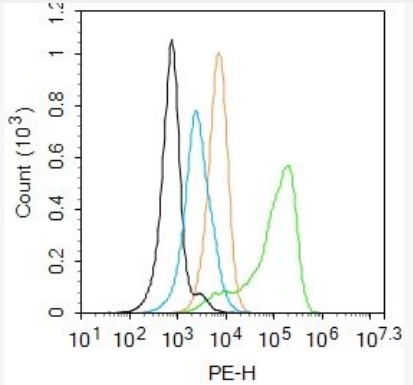 Anti-Phospho-eNOS (Thr113) antibody-磷酸化一氧化氮合成酶3（内皮型）抗体