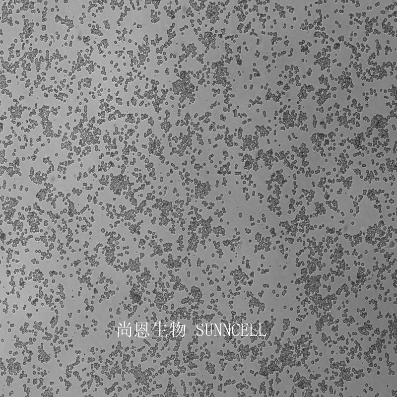 Ana-1小鼠巨噬细胞