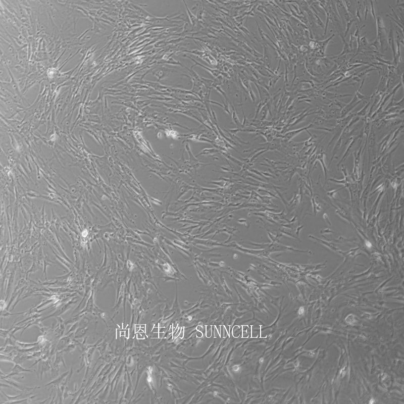 HFL1人胚肺成纤维细胞