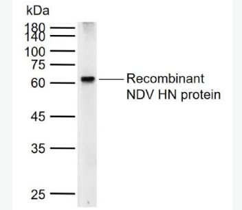 Anti-NDV HN  antibody-鸡新城疫血凝素－神经氨酸酶抗体