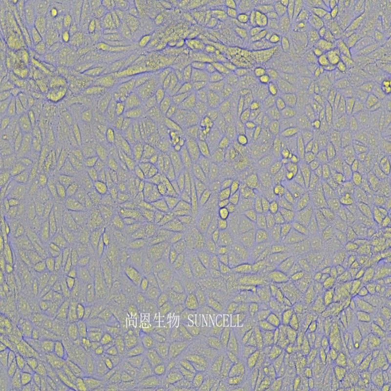 VERO C1008非洲绿猴肾细胞