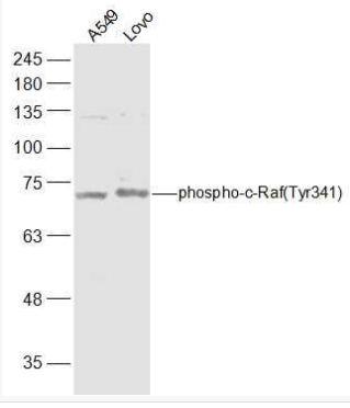 Anti-phospho-RAF1 (Tyr341)antibody-磷酸化原癌基因RAF1抗体