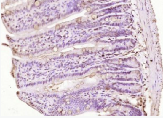 Anti-phospho-HDAC2 (Ser394) antibody-磷酸化组蛋白去乙酰化酶2抗体