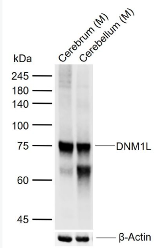 Anti-DNM1L antibody-动力相关蛋白1抗体
