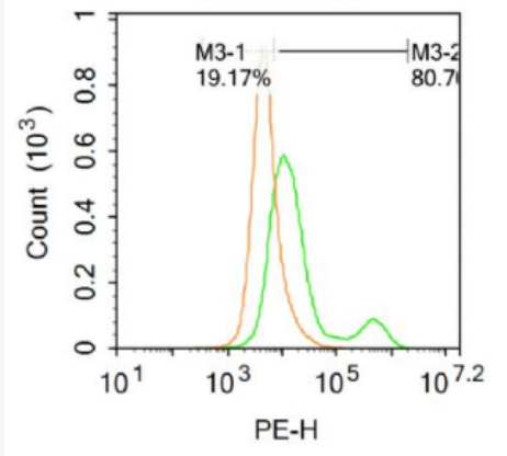 Anti-CD167b/DDR2 antibody-盘状结构域受体蛋白2抗体