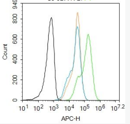 Anti-Phospho-CDK2 (Thr14) antibody-磷酸化周期素依赖性激酶2抗体