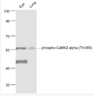Anti-phospho-CaMK2 alpha (Thr305) antibody-磷酸化钙/钙调素依赖蛋白激酶2α抗体