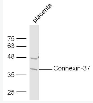 Anti-Connexin-37 antibody-间隙连接蛋白37抗体