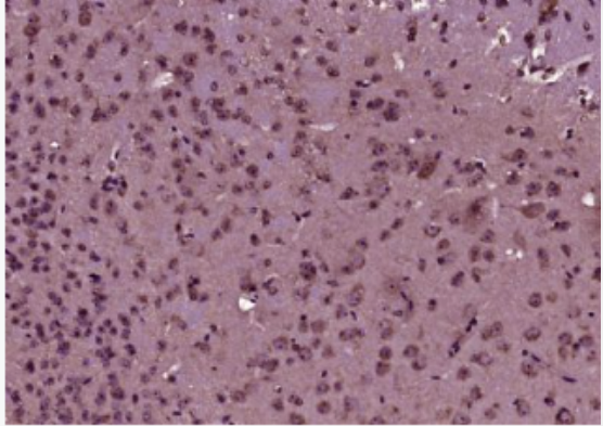 Anti-GDF10 antibody-生长分化因子10抗体