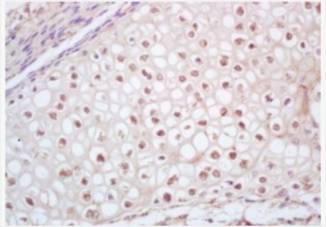 Anti-CDC2L1 antibody-细胞分裂周期蛋白2亚型1抗体