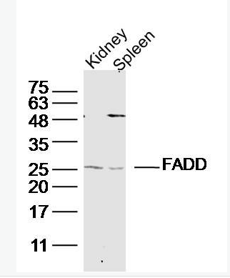 Anti-FADD  antibody-Fas死亡结构域相关蛋白抗体