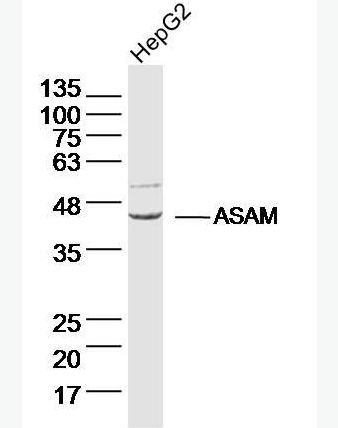 Anti-ASAM antibody-脂肪细胞特异性粘附分子抗体