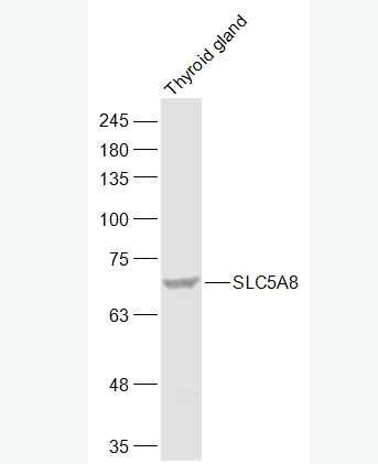 Anti-SLC5A8 antibody-钠碘转运体蛋白8抗体