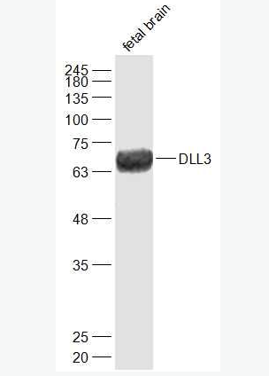 Anti-DLL3 antibody-Notch信号通路Delta样配体3抗体