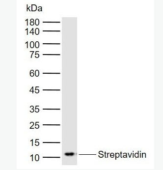Anti-Streptavidin antibody-链酶亲和素抗体