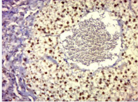 Anti-VGLL3 antibody-转录辅助因子退变样蛋白3抗体