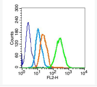 Anti-CD19 antibody-CD19抗体