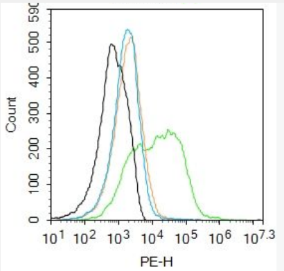 Anti-PROCR antibody-内皮细胞活化蛋白受体（CD201）抗体