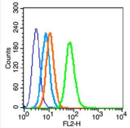 Anti-TFR2 antibody-转铁蛋白受体2抗体