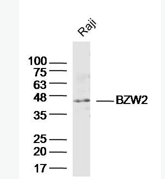 Anti-BZW2 antibody-BZW2蛋白抗体