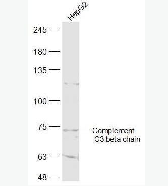 Anti-Complement C3 beta chain antibody-补体C3b抗体