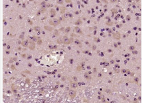 Anti-SCGN antibody-促泌素抗体