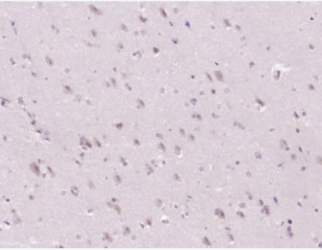 Anti-GPR18 antibody-G蛋白偶联受体18抗体