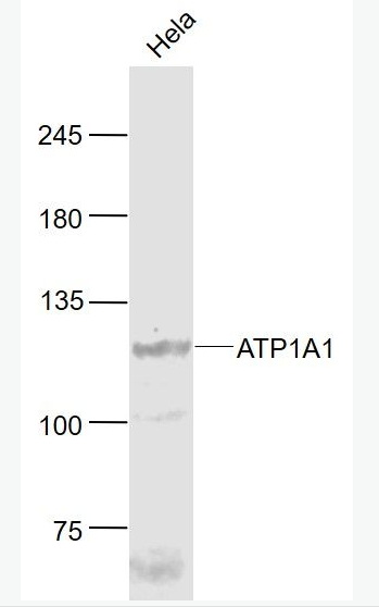 Anti-ATP1A1 antibody-Na+/K+-ATPase α1 钠钾ATP酶α1抗体