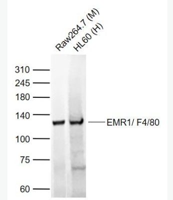 Anti-ADGRE1  antibody-表皮生长因子样激素受体1（EMR1）抗体