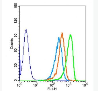 Anti-DOK5 antibody-胞浆接头蛋白Dok5抗体